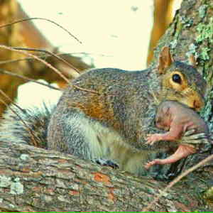 how many babies do squirrels have