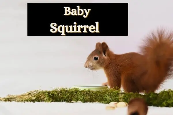 Baby Squirrel Guide: (Age Guide)Things You Should Know