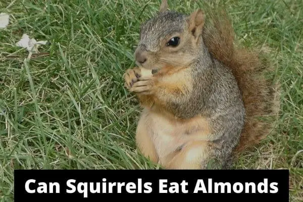 Can Squirrel Eat Almonds? Amazing Nutritional Facts