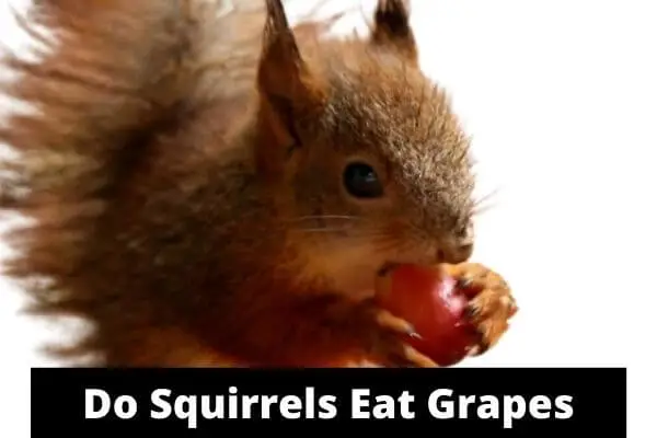 Can Squirrels Eat Grapes? Do They Like It or Not?
