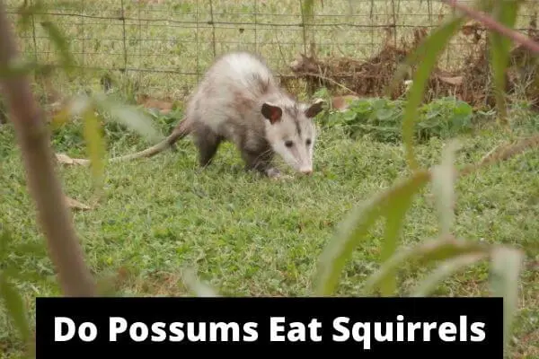 do possums eat squirrels