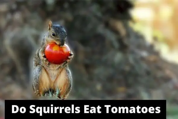 Do Squirrels Eat Tomatoes? How To Protect Tomatoes?
