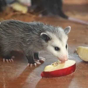 what do possums eat