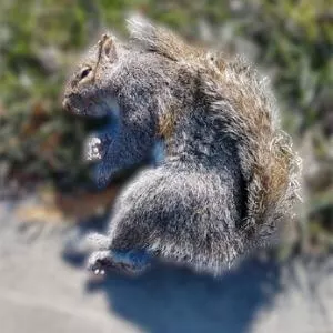 dead squirrel