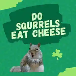 Do Squirrel eat Cheese