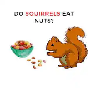 Do Squirrel eat Nuts