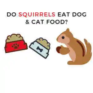 Do Squirrels Eat Dog and Cat Food