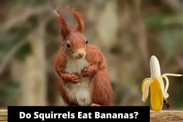 Do Squirrels Eat Bananas? Do They Really Like Them?