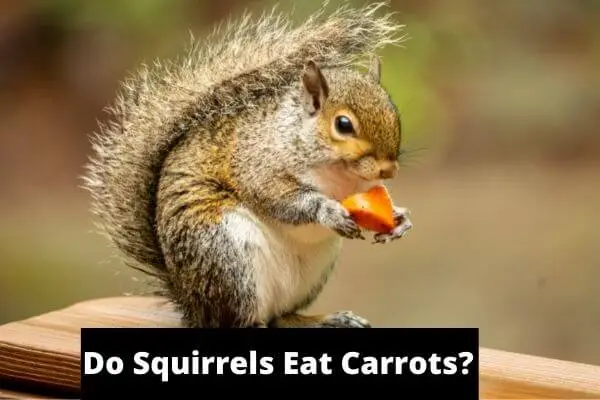 Do Squirrels Eat Carrots