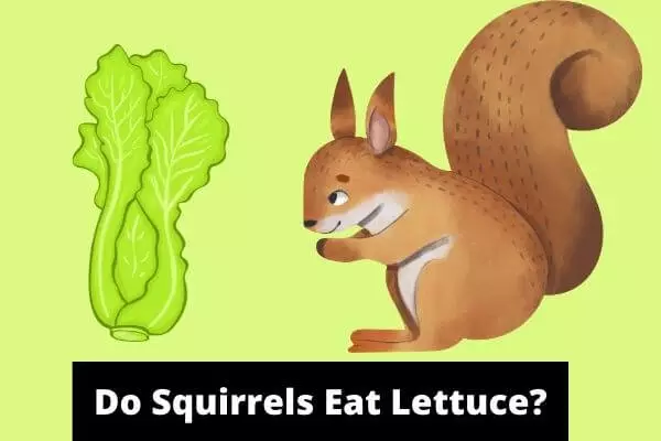 Do Squirrels Eat Lettuce