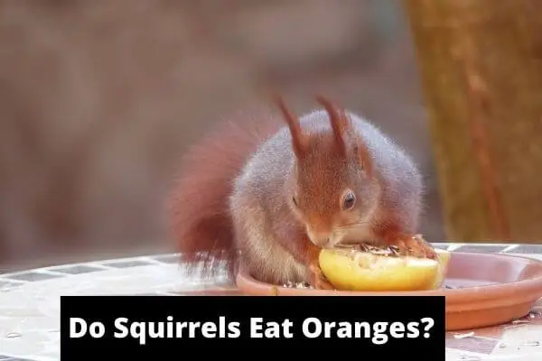 Do squirrels eat oranges