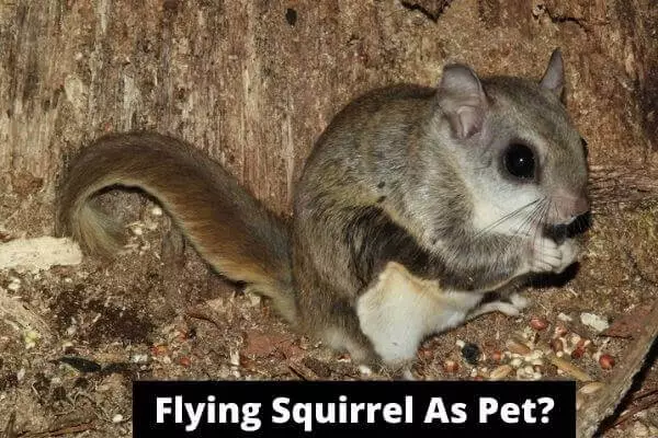 Flying Squirrel As Pet? Are They Good Pets?