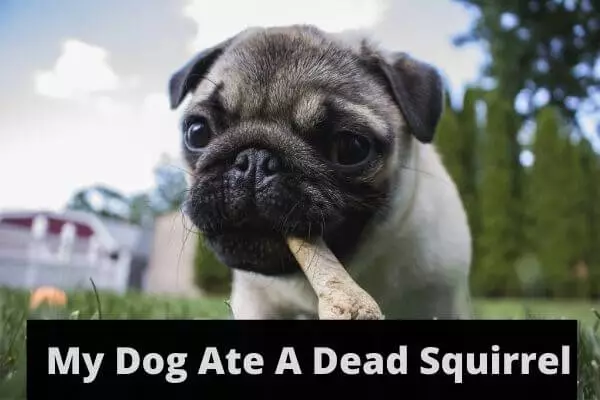 My Dog Ate A Dead Squirrel ? What I Should Do?
