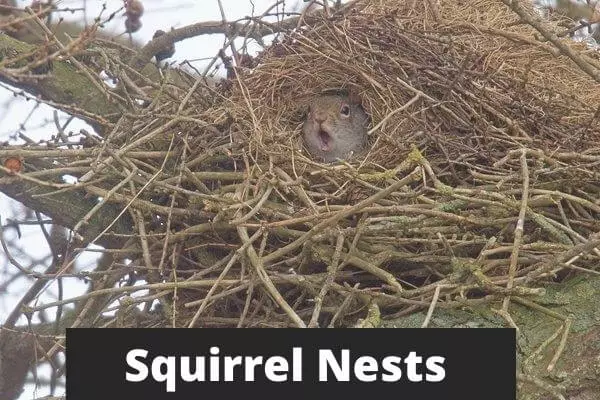 Squirrel Nests: What Does A Squirrel Nest Look Like?