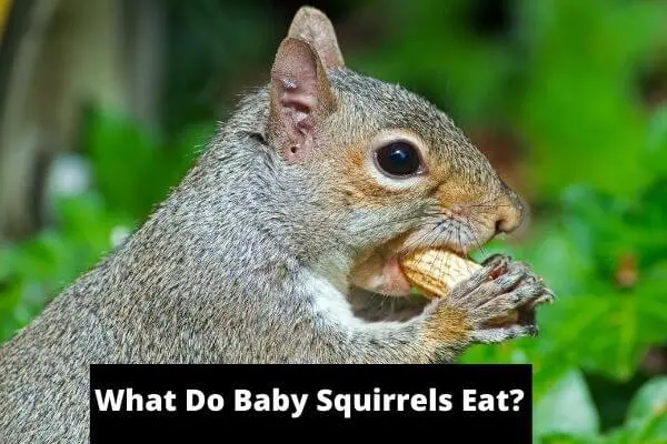 What do baby squirrels eat