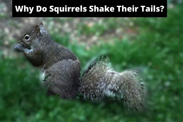 Why do squirrels shake their tails