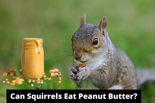 Can Squirrels Eat Peanut Butter