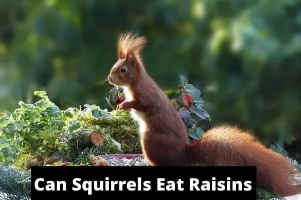 can squirrels eat raisins