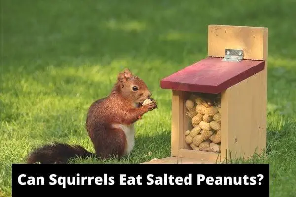 Can Squirrels Eat Salted Peanuts? Are They Healthy?