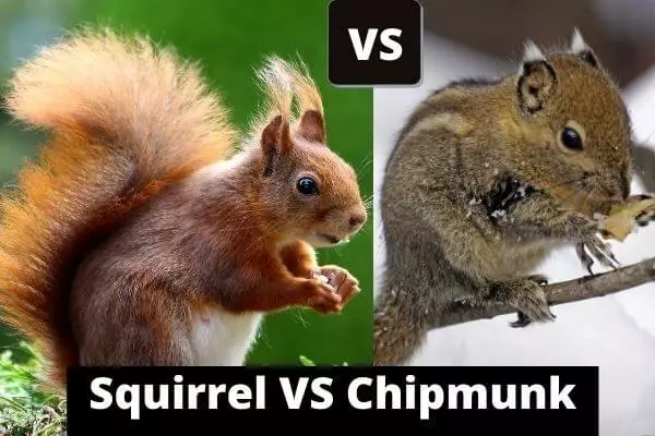 chipmunk vs squirrel