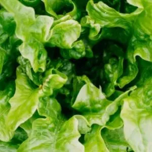 Is Lettuce Healthy For Squirrels?