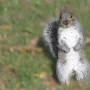 squirrel using thiere tails