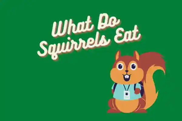 what do squirrels eat