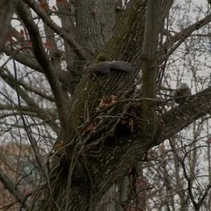 what does a squirrel nest look like