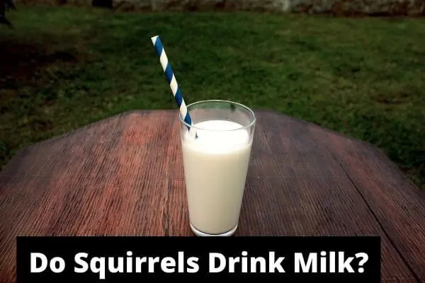 Do Squirrels Drink Milk