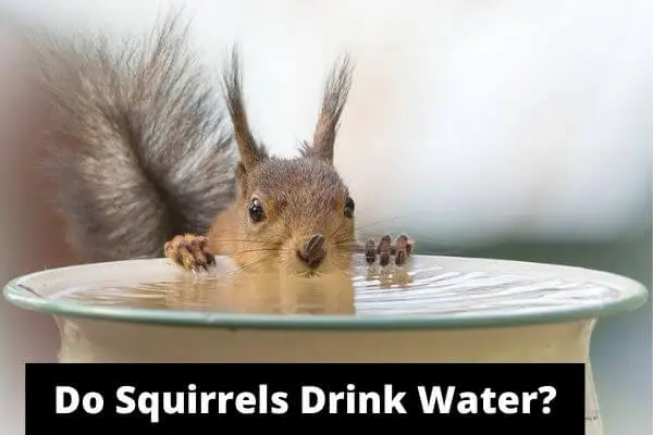 Do Squirrels Drink Water