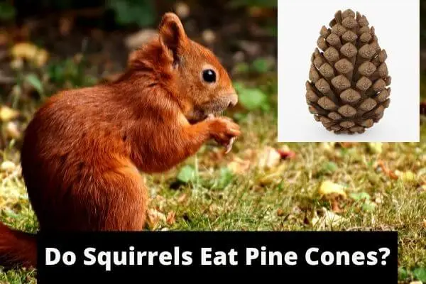 do squirrels eat pine cones