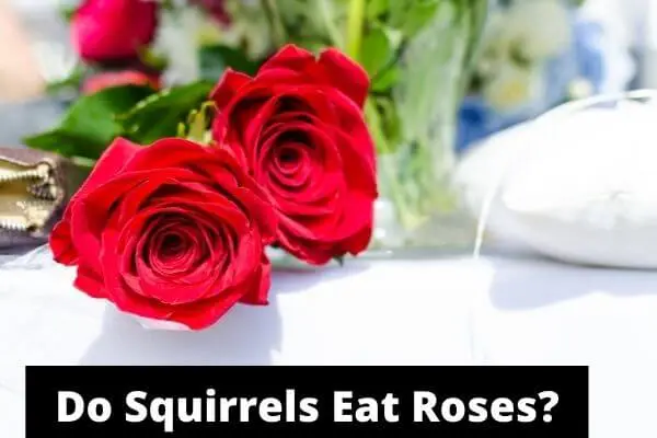 Do Squirrels Eat Roses