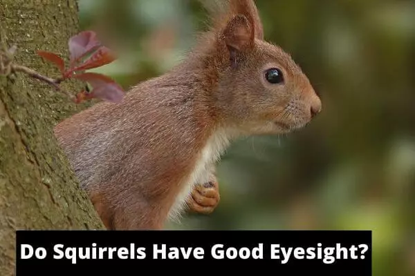 Do Squirrels Have Good Eyesight? Can Squirrels See In The Dark?