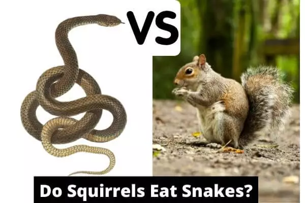 Do squirrels eat snakes
