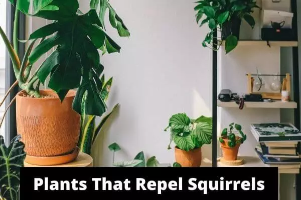 Plants That Repel Squirrels