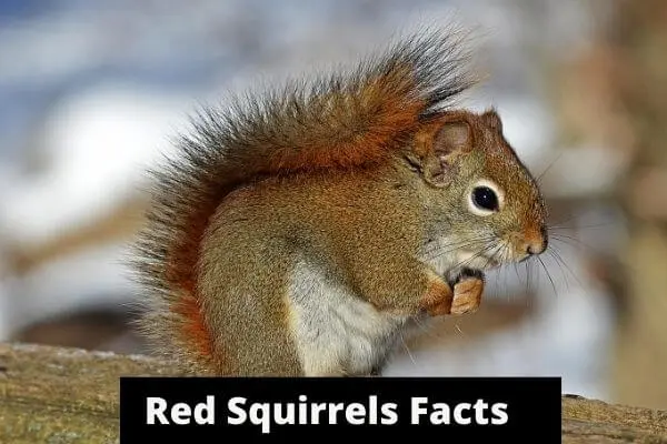 Red Squirrel Facts, Diet, Lifestyle & Behavior