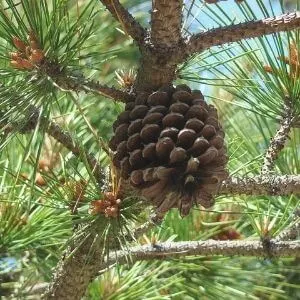 WHAT IS PINE CONE