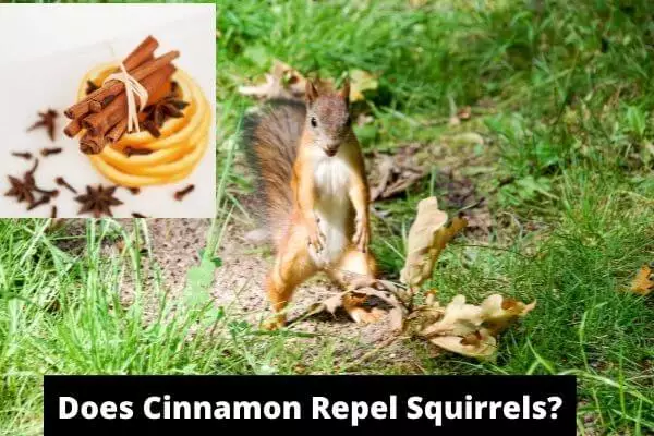 does cinnamon repel squirrels