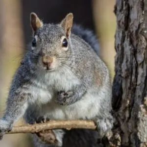eastern gray squirrel habitat