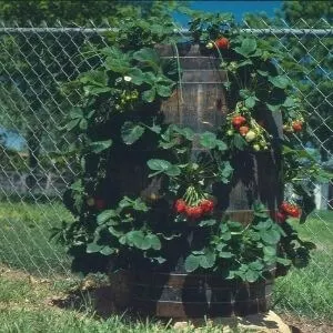 fencing To protect strawberries from squirrels