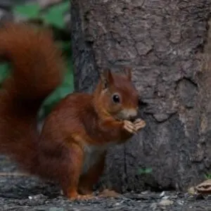 red squirrel habitat