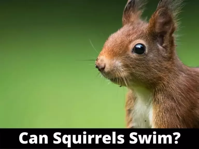 Can Squirrels Swim? Are They Good Swimmer’s OR Not?