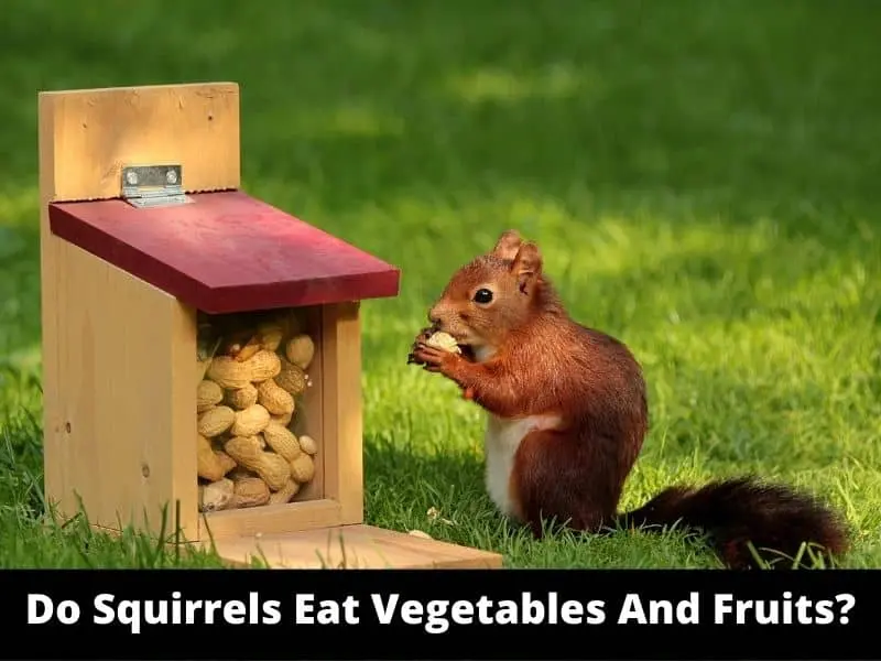 Do Squirrels Eat Vegetables And Fruits
