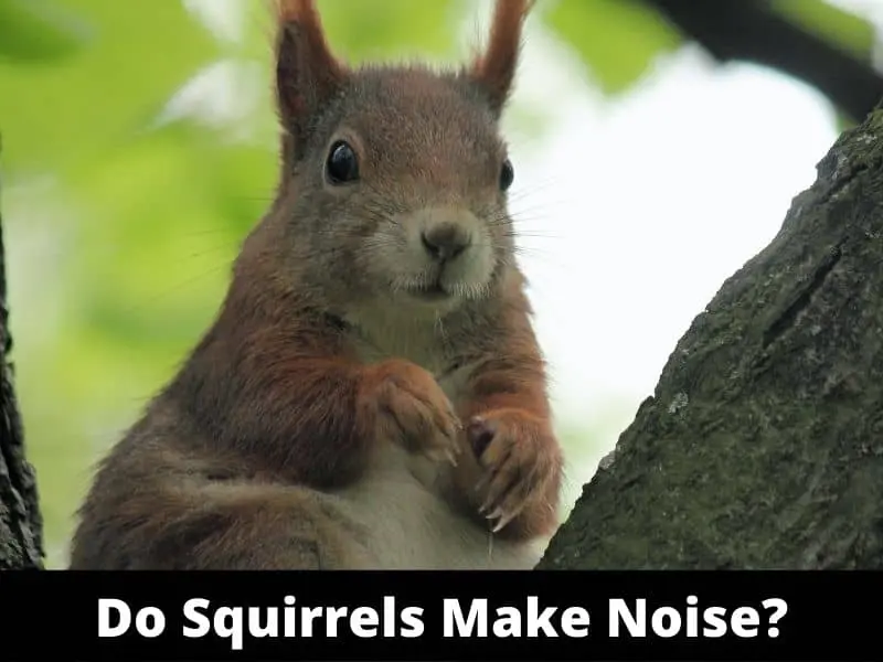 Do Squirrels Make Noise At Night