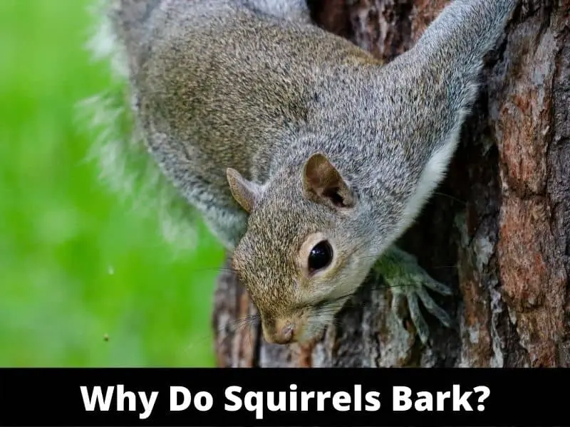 Why do squirrels bark