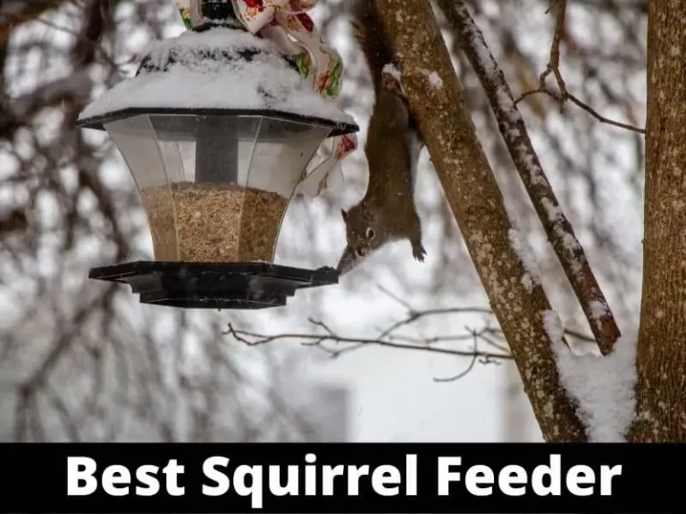Top 5 Best Squirrel Feeders in 2021