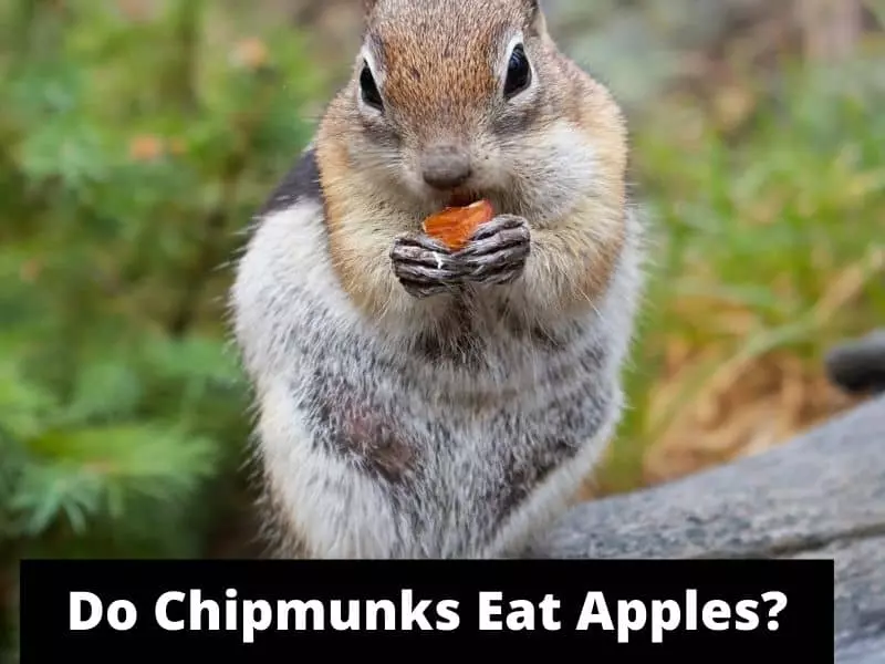 Do Chipmunks Eat Apples