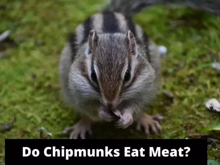 Do Chipmunks Eat Meat?