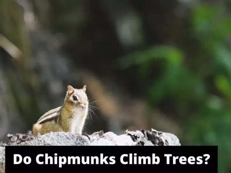 Do Chipmunks Climb Trees?