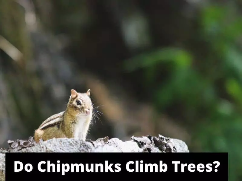 do chipmunks climb trees